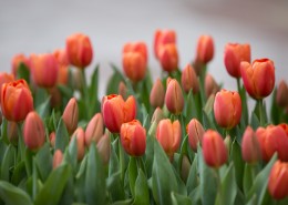 红色的郁金香图片