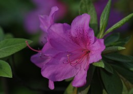 杜鹃花图片大全