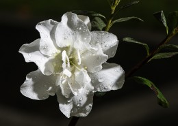 映山红杜鹃花图片