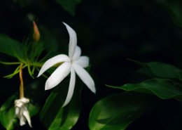 洁白的茉莉花图片