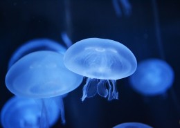 蓝色的水母图片