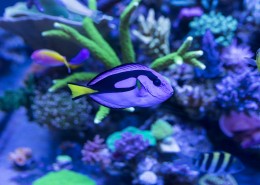 绮丽的海底世界图片