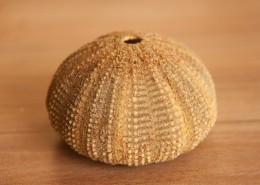 阳光下的海胆壳图片