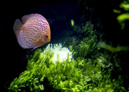 水族馆里的水生动植物图片