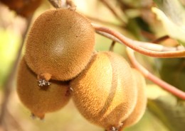 挂到树上的已经成熟等待采摘的猕猴桃图片