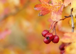 挂满枝头的山楂图片