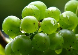 枝头上的绿葡萄图片