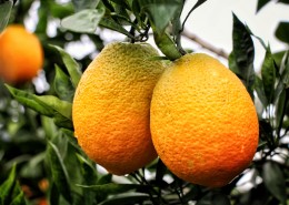 挂在枝头的赣南脐橙图片