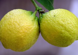 挂在枝头的柠檬图片