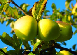 挂在枝头的青苹果图片