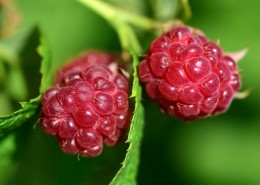 挂在枝头的树莓图片