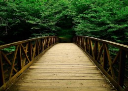 丛林中的木桥图片