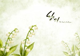 纯洁白色韩国花朵背景图片