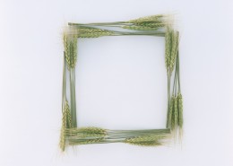 树叶、树枝绿色植物边框图片