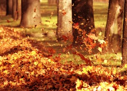 秋日美景风景图片