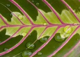 马尔科森林图片