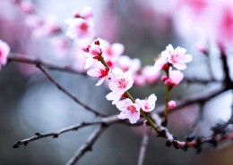 西藏林芝桃花沟风景图片