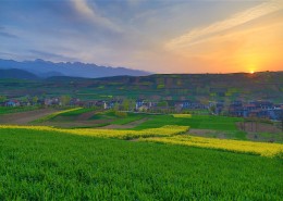 陕西西安鲍旗寨村油菜花风景图片