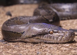 冰冷危险的毒蛇图片