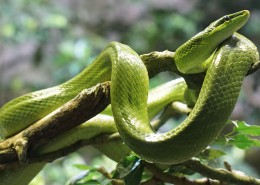 冰冷危险的毒蛇图片大全