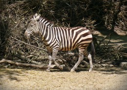 穿条纹衣服的斑马图片