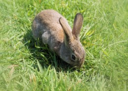 一只野生兔子图片