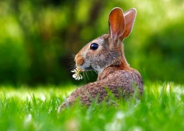 好看的兔子图片