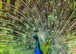 开屏的美丽孔雀图片