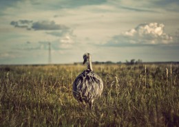 不会飞的鸵鸟图片