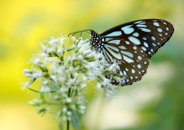 枝头的蝴蝶图片