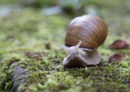 药用价值较高的蜗牛图片