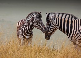 草地上的斑马图片