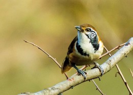 性喜集群的黑领噪鹛图片