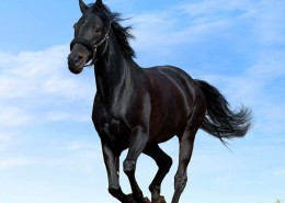 草食性动物马图片