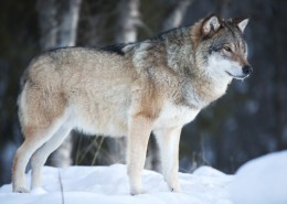 雪地里的狼图片