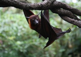 蝙蝠图片
