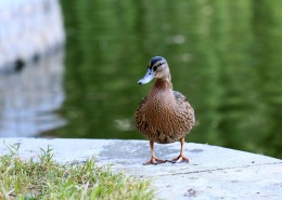 大绿头野鸭图片大全