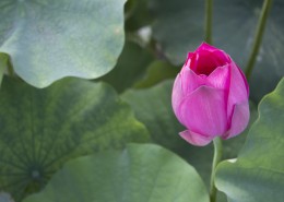 含苞待放的荷花图片