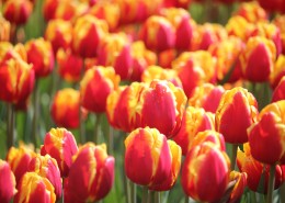 橙黄色的郁金香图片