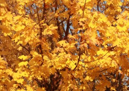 秋天金黄色的枫叶图片