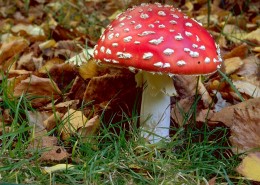 颜色鲜艳的毒蘑菇图片大全