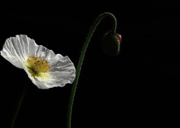 艳丽的虞美人花图片