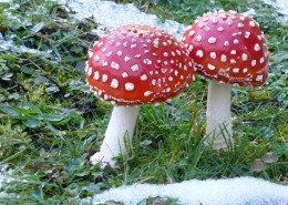 颜色鲜艳的毒蘑菇图片大全