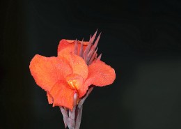 好看的美人蕉图片