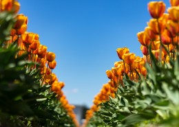 姹紫嫣红的郁金香图片