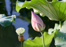 夏日含苞待放的荷花图片