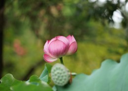 清新的荷花图片