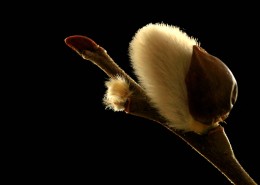 春天枝头的嫩芽图片