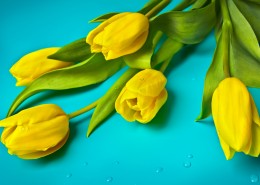 黄色郁金香图片