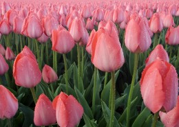 淡雅清新的郁金香图片